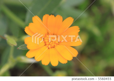 凱倫久洛 5560455