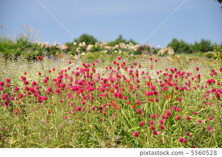 初秋的花床 5560528