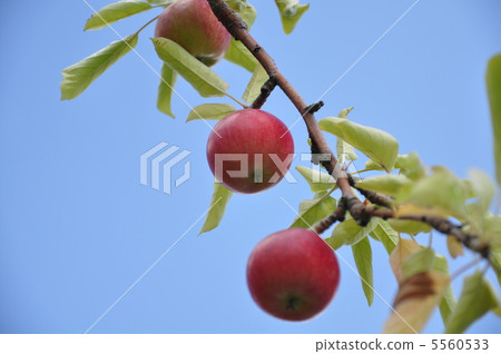 Red apple and blue sky 5560533