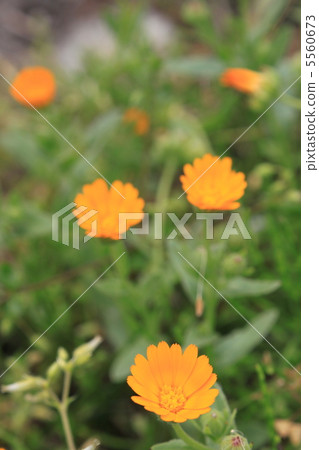 凱倫久洛 5560673