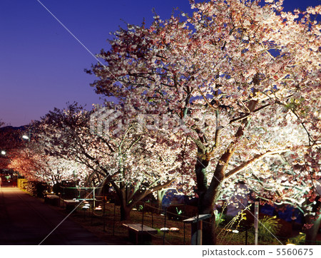 點燃Kawazu櫻桃樹 5560675