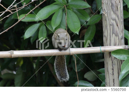 Taiwan squirrel Taiwan squirrel 5560700