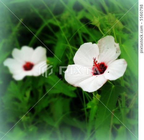 Wild species Yanone Bonnetka Wild species Yanone Bonnetka 5560798