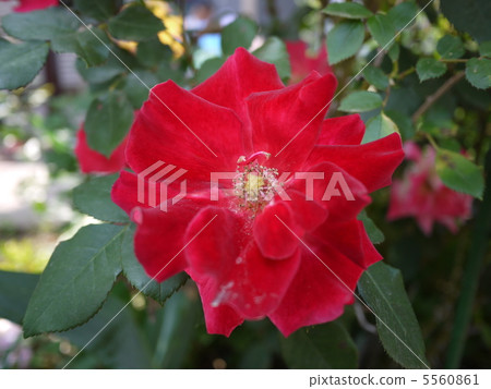 A red rose 5560861