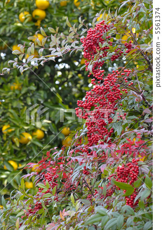 什麼是夏天mikan 5561374