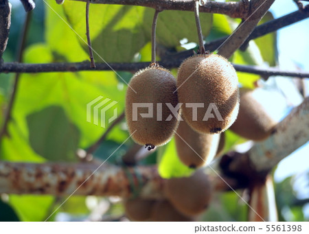 Kiwi cultivation Kiwi cultivation 5561398