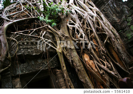World heritage Angkor wat eroded by trees World heritage Angkor wat eroded by trees 5561410