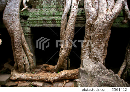 World heritage Angkor wat eroded by trees World heritage Angkor wat eroded by trees 5561412