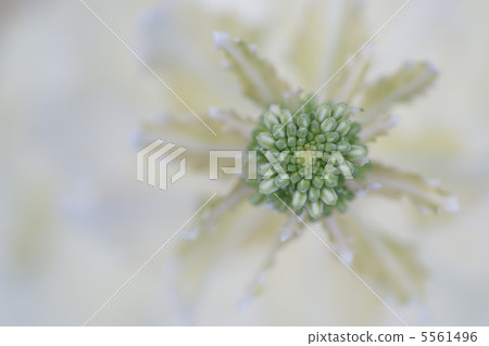 Winter fireworks 5561496