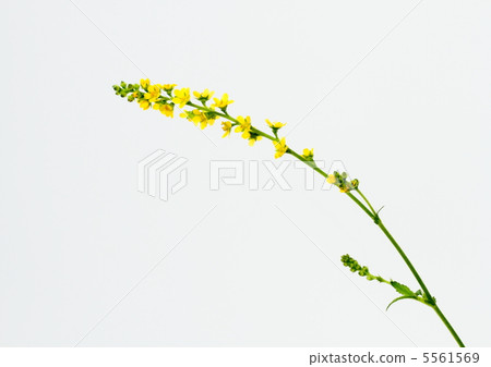 Gold flower of wild flowers Gold flower of wild flowers 5561569