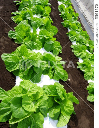 A farmer A farmer 5561570
