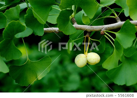 Ginkgo biloba 5561608