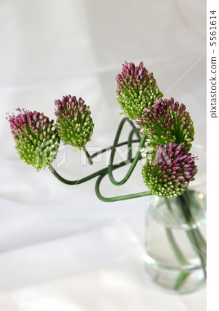 硃砂蔥屬 硃砂蔥屬 5561614