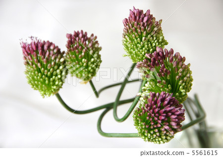 硃砂蔥屬 硃砂蔥屬 5561615