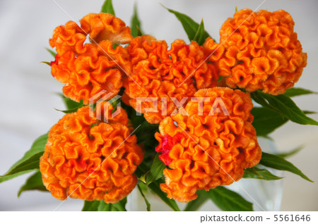 Kurume Kaitou 5561646