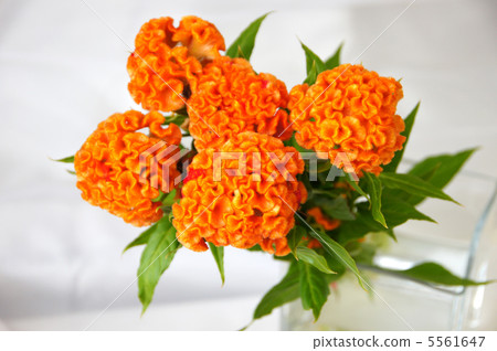 Kurume Kaitou 5561647