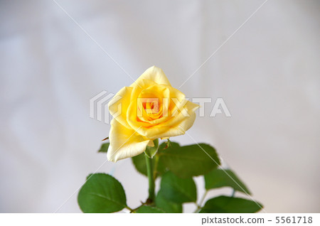 Yellow rose Yellow rose 5561718
