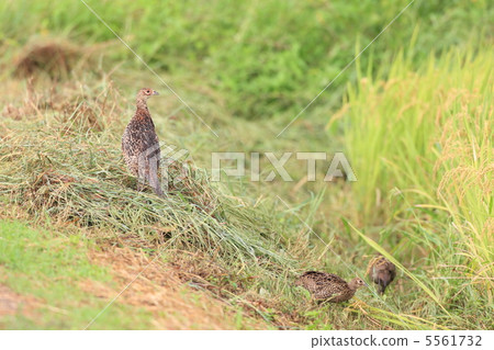 Pet patern Pet patern 5561732