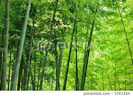 Bamboo forest 5561884
