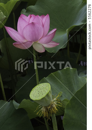 一朵蓮花 一朵蓮花 5562276