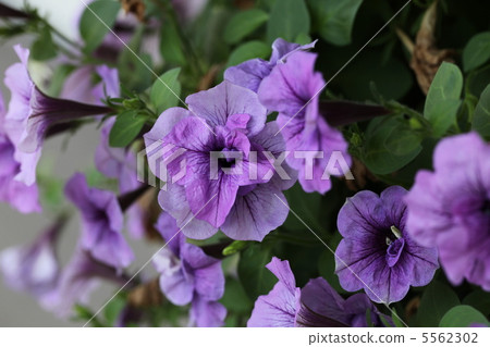 Yae Petunia 5562302