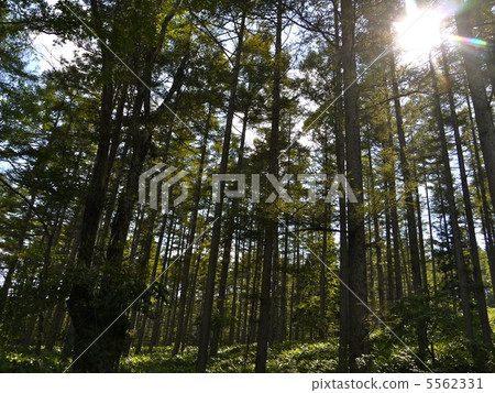Togakushi forest botanical garden 5562331
