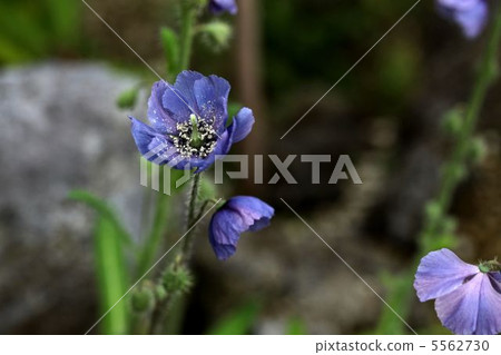 喜馬拉雅山的罌粟 5562730