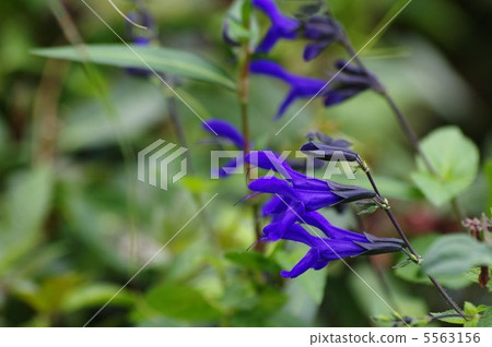 Salvia Guaranica Salvia Guaranica 5563156