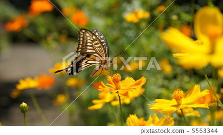 Ageha and Kivanakosmos 5563344