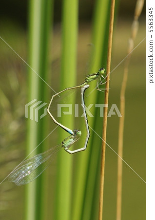 Love of Ittombo 5563345