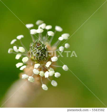 Hella octopus flowers 5563582