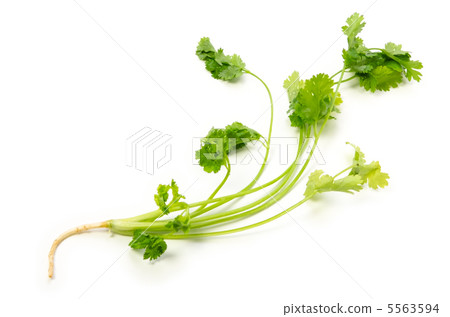 香菜 5563594