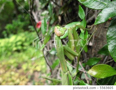 白尾螳螂 5563605