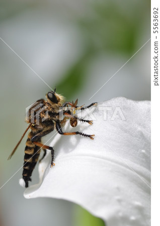 Shioyab who captured the prey 5563692