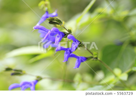 Salvia Guaranica Salvia Guaranica 5563729