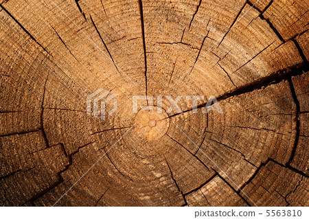 Annual ring Annual ring 5563810