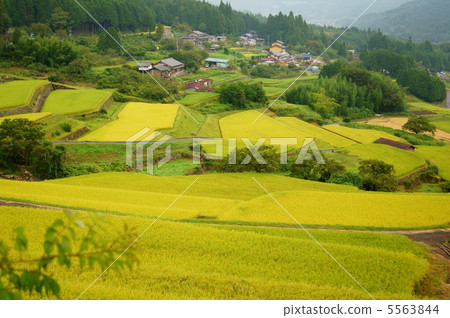 Terraced one hundred election rice paddy terraced rice fields Terraced Rice-Fields of Sakaori in Gifu 5563844