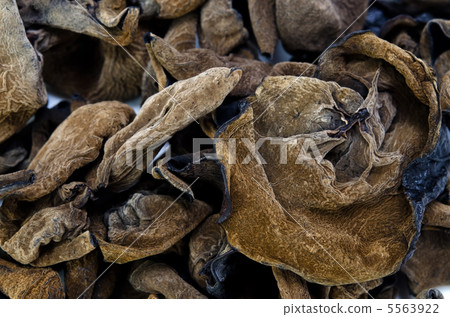 Chrysanthemum 5563922