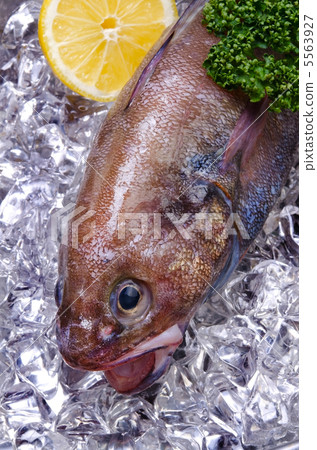 棕色hakeling，Ezo iso琺瑯 5563927