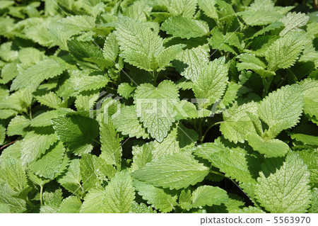Lemon balm 01 5563970