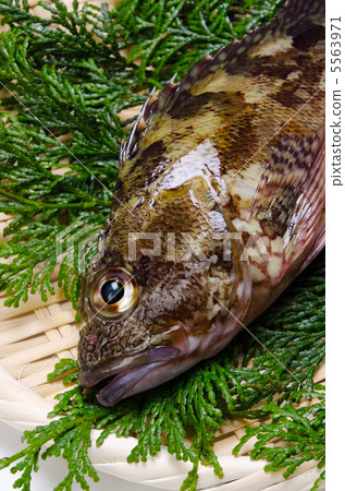 scorpion fish, caterpillar 5563971