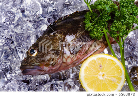 蝎子魚,毛毛蟲 蝎子魚,毛毛蟲 5563978