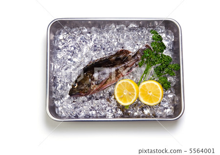 蝎子魚,毛毛蟲 蝎子魚,毛毛蟲 5564001