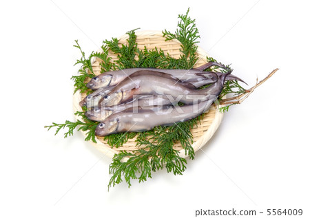 eelpout, norogenge eelpout, norogenge 5564009