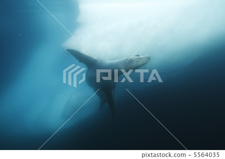 Leopard Seal 5564035