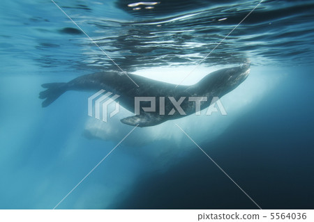 豹紋印章 5564036