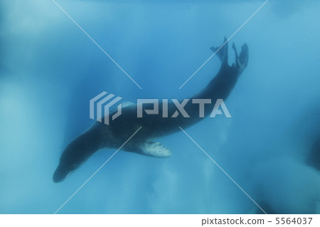 豹紋印章 5564037