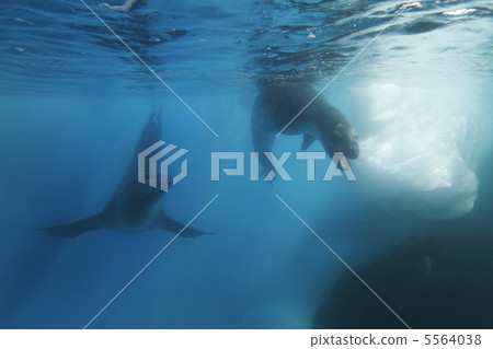 豹紋印章 5564038