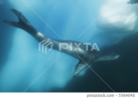 豹紋印章 5564048