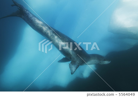 豹紋印章 5564049